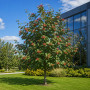 Горобина проміжна (Sorbus intermedia) 14-16 см, 350 см, 2xvWRB