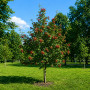 Горобина проміжна (Sorbus intermedia) 14-16 см, 350 см, 2xvWRB