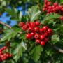 Горобина проміжна (Sorbus intermedia) 14-16 см, 350 см, 2xvWRB