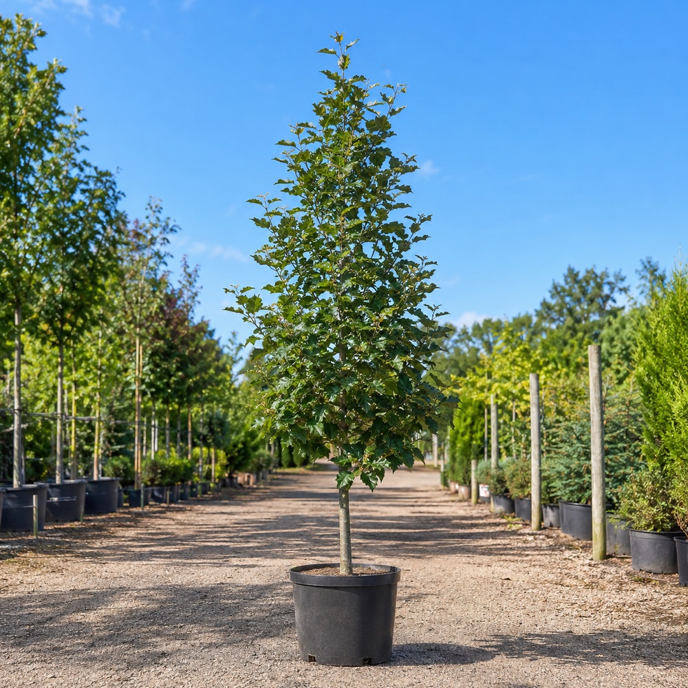 Горобина проміжна (Sorbus intermedia) 16-18 см, 350 см, 2xvWRB
