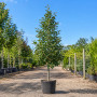 Горобина проміжна (Sorbus intermedia) 16-18 см, 350 см, 2xvWRB