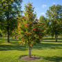 Горобина проміжна (Sorbus intermedia) 16-18 см, 350 см, 2xvWRB