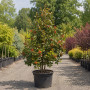Горобина проміжна (Sorbus intermedia) 8-10 см, 350 см, С38