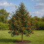 Горобина проміжна (Sorbus intermedia) 8-10 см, 350 см, С38