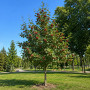 Горобина проміжна (Sorbus intermedia) 8-10 см, 350 см, С38