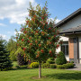 Горобина проміжна (Sorbus intermedia) 8-10 см, 350 см, С38
