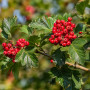 Горобина проміжна (Sorbus intermedia) 8-10 см, 350 см, С38