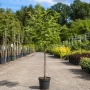 Рябина средняя (Sorbus Serednia) 8-10 см, 300+см, С40