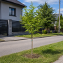 Рябина средняя (Sorbus Serednia) 8-10 см, 300+см, С40