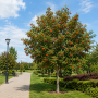 Рябина средняя (Sorbus Serednia) 8-10 см, 300+см, С40