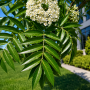 Рябина средняя (Sorbus Serednia) 8-10 см, 300+см, С40