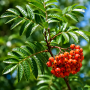 Рябина средняя (Sorbus Serednia) 8-10 см, 300+см, С40