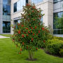 Рябина средняя (Sorbus Serednia) 8-10 см, 300+см, С40