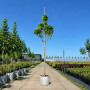Горобина звичайна Додонг (Sorbus aucuparia Dodong) 10-12 см, 350 см, С38