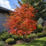 Горобина звичайна Додонг (Sorbus aucuparia Dodong) 10-12 см, 350 см, С38
