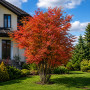Горобина звичайна Додонг (Sorbus aucuparia Dodong) 10-12 см, 350 см, С38