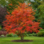 Горобина звичайна Додонг (Sorbus aucuparia Dodong) 10-12 см, 350 см, С38