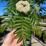 Горобина звичайна Додонг (Sorbus aucuparia Dodong) 10-12 см, 350 см, С38