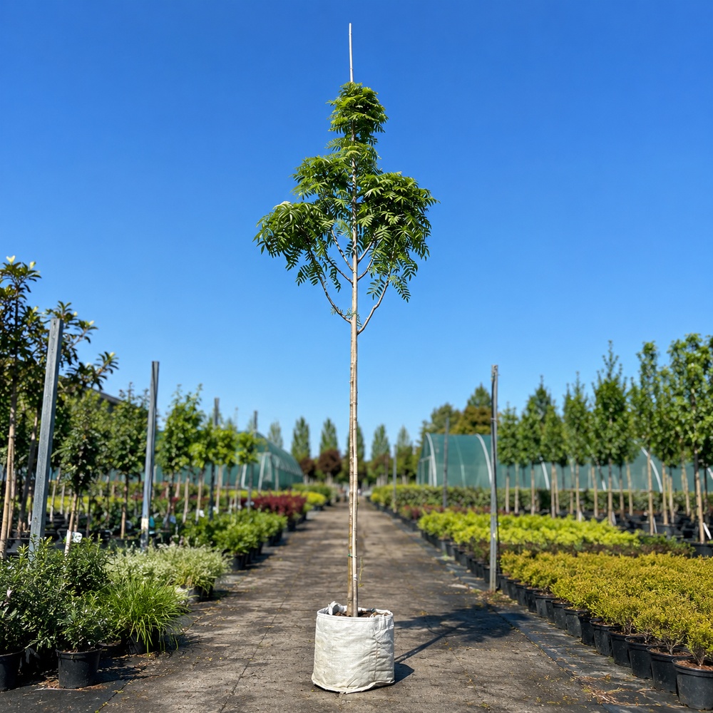 Рябина обыкновенная Додонг (Sorbus aucuparia Dodong) 8-10 см, 300+см, С40