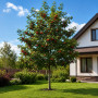 Рябина обыкновенная Додонг (Sorbus aucuparia Dodong) 8-10 см, 300+см, С40