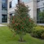 Рябина обыкновенная Додонг (Sorbus aucuparia Dodong) 8-10 см, 300+см, С40