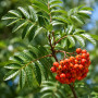 Рябина обыкновенная Додонг (Sorbus aucuparia Dodong) 8-10 см, 300+см, С40