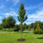 Груша Каллери Шантеклер (Pyrus calleryana Chanticleer) 10-12 см, 300 см, C95