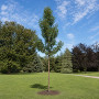 Груша Каллери Шантеклер (Pyrus calleryana Chanticleer) 10-12 см, 300 см, C95