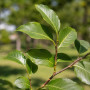 Груша Каллери Шантеклер (Pyrus calleryana Chanticleer) 10-12 см, 300 см, C95