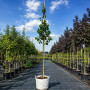 Груша Каллери Шантеклер (Pyrus calleryana Chanticleer) 12-14 см, 350 см, С45