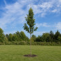 Груша Каллери Шантеклер (Pyrus calleryana Chanticleer) 12-14 см, 350 см, С45