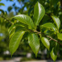 Груша Каллери Шантеклер (Pyrus calleryana Chanticleer) 12-14 см, 350 см, С45