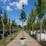 Груша Каллери Шантеклер (Pyrus calleryana Chanticleer) 14-16 см, 350 см, С45