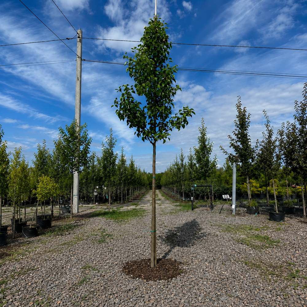 Груша Каллери Шантеклер (Pyrus calleryana Chanticleer) 14-16 см, 350 см, С45