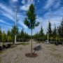 Груша Каллери Шантеклер (Pyrus calleryana Chanticleer) 14-16 см, 350 см, С45