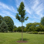 Груша Каллери Шантеклер (Pyrus calleryana Chanticleer) 14-16 см, 350 см, С45