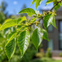 Груша Каллери Шантеклер (Pyrus calleryana Chanticleer) 14-16 см, 350 см, С45