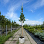 Груша Каллери Шантеклер (Pyrus calleryana Chanticleer) 6-8 см, 300 см, C95