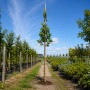 Груша Каллери Шантеклер (Pyrus calleryana Chanticleer) 6-8 см, 300 см, C95