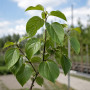 Груша Каллери Шантеклер (Pyrus calleryana Chanticleer) 6-8 см, 300 см, C95