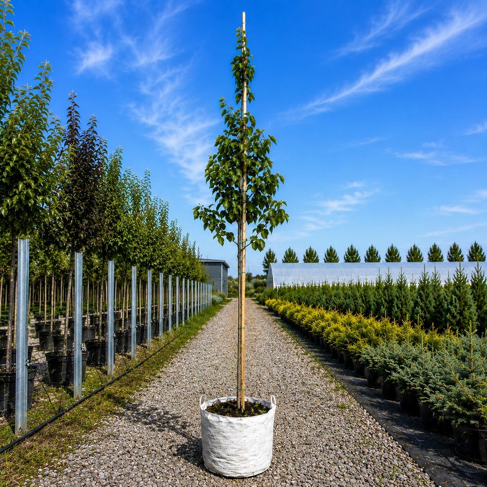 Груша Каллери Шантеклер (Pyrus calleryana Chanticleer) 8-10 см, 300 см, C95