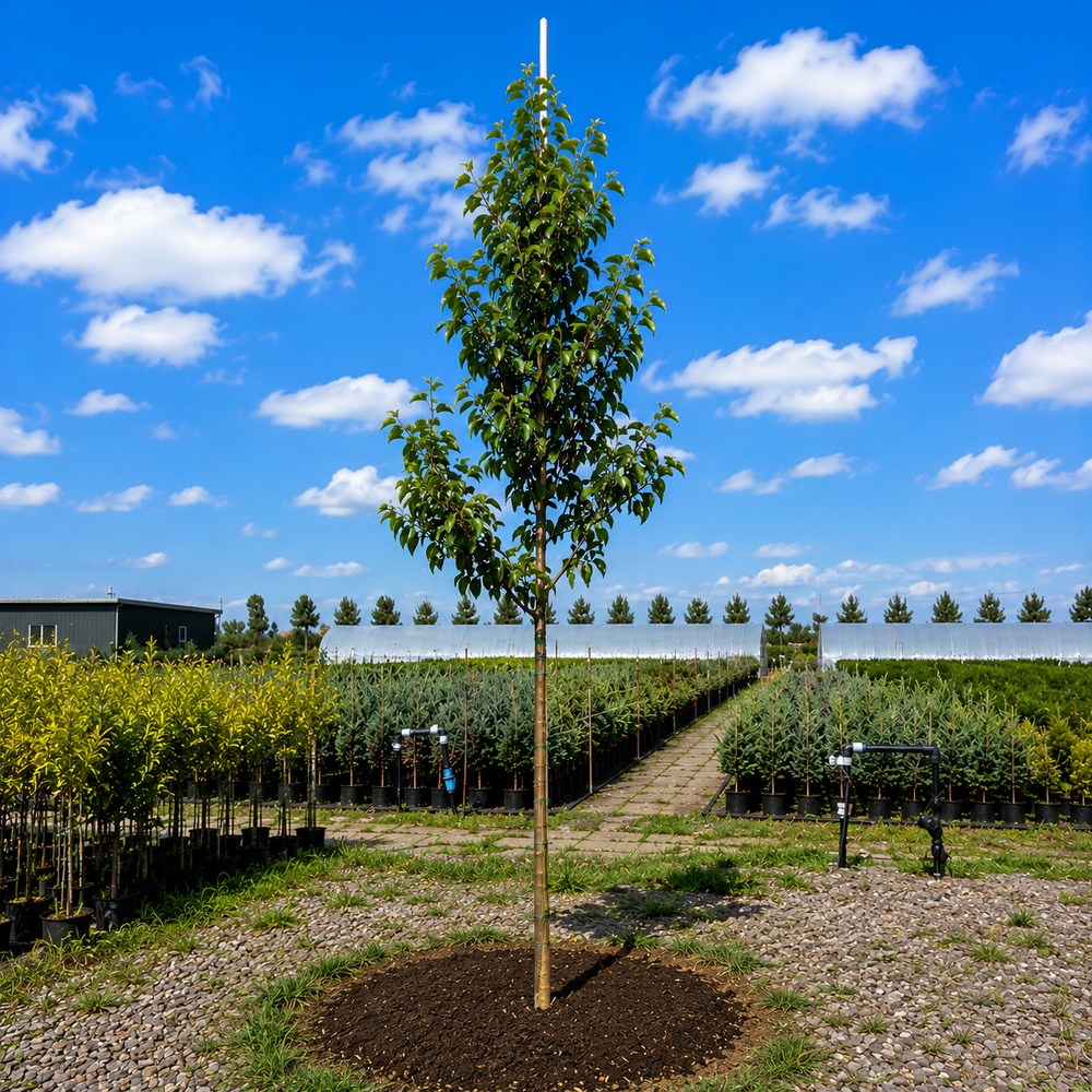 Груша Каллери Шантеклер (Pyrus calleryana Chanticleer) 8-10 см, 300 см, C95