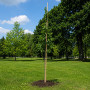 Груша Каллери Шантеклер (Pyrus calleryana Chanticleer) 8-10 см, 300 см, C95