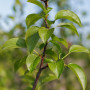 Груша Каллери Шантеклер (Pyrus calleryana Chanticleer) 8-10 см, 300 см, C95