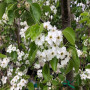 Груша Каллері Шантеклер (Pyrus calleryana Chanticleer) 8-10 см, 300 см, C95