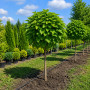 Катальпа бігнонієвидна Нана (Catalpa Bignonioides Nana) 10-12 см, Ра 200 см, С45