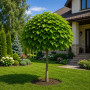 Катальпа бігнонієвидна Нана (Catalpa Bignonioides Nana) 10-12 см, Ра 200 см, С45