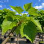 Катальпа бігнонієвидна Нана (Catalpa Bignonioides Nana) 10-12 см, Ра 200 см, С45