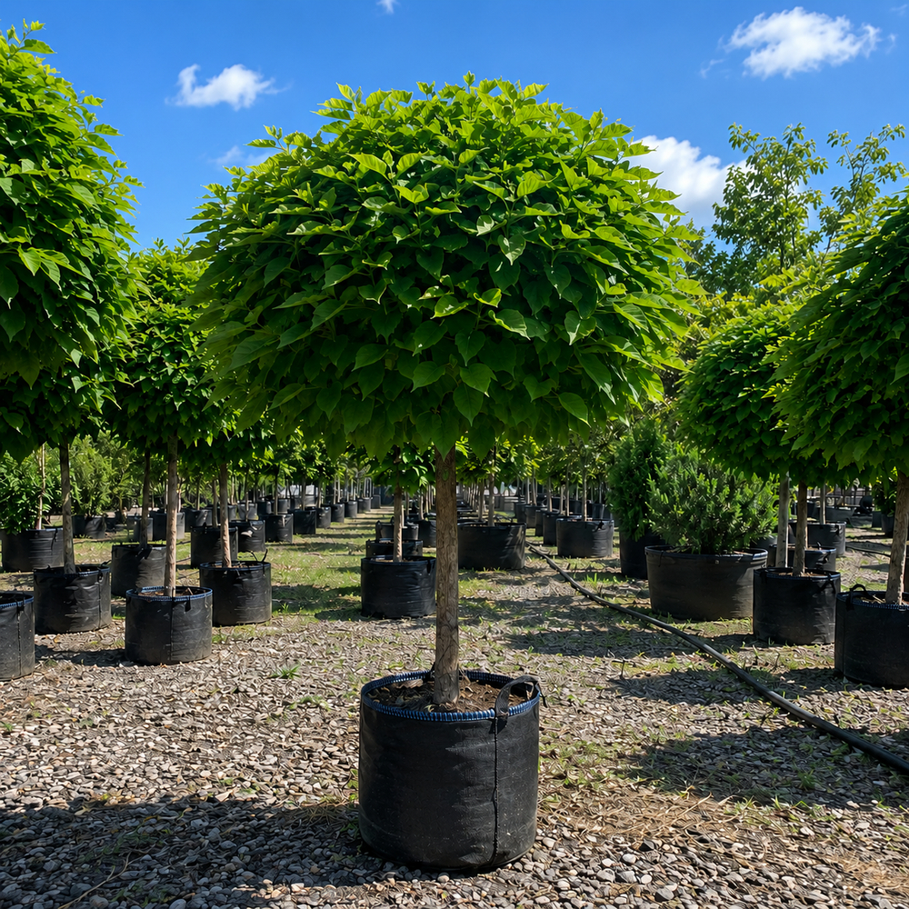 Катальпа бігнонієвидна Нана (Catalpa Bignonioides Nana) 12-14 см, Ра 200 см, С40