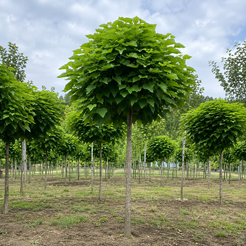 Катальпа бігнонієвидна Нана (Catalpa Bignonioides Nana) 12-14 см, Ра 200 см, С40